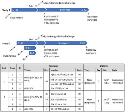 Immunological correlates of protection afforded by PHV02 live, attenuated recombinant vesicular stomatitis virus vector vaccine against Nipah virus disease